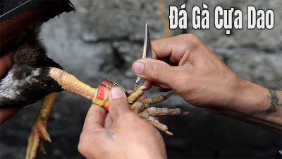 Hướng dẫn chi tiết cách chơi đá gà cựa dao Philippines